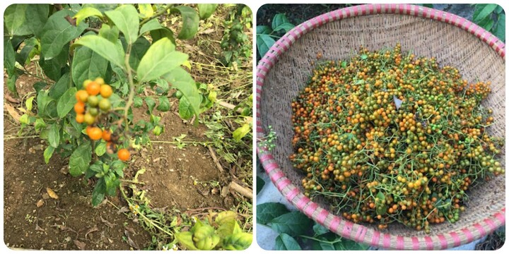 Quả xạ đen có tác dụng gì?