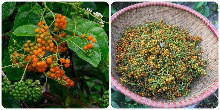 Các bài thuốc chữa bệnh từ quả xạ đen