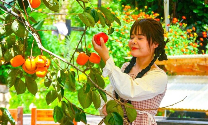 Mê mẩn mùa hồng chín rộ ở xứ sở sương mù Đà Lạt