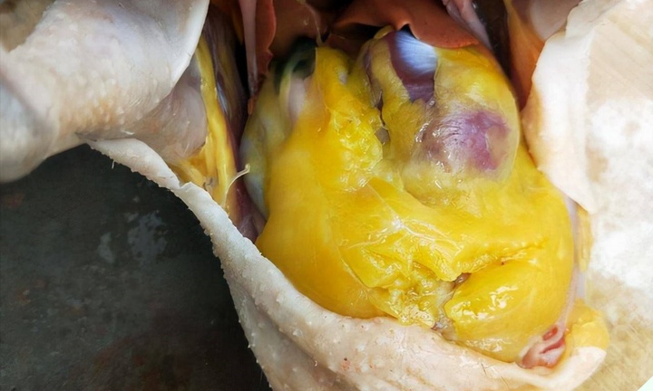 Cục mỡ trong bụng con gà nên ăn hay bỏ?