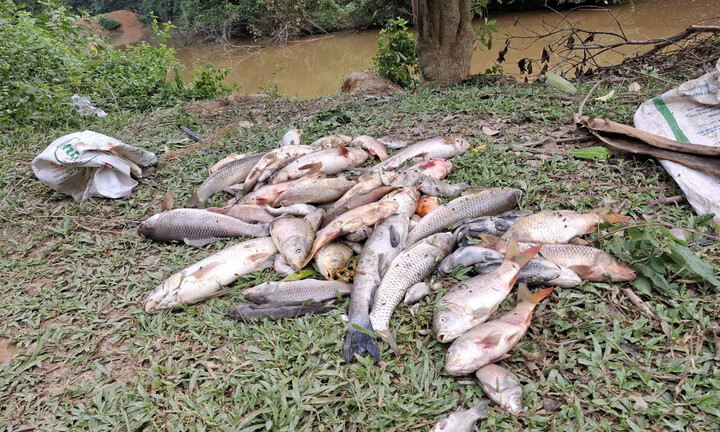 Cá chết hàng loạt nghi bị đầu độc thuốc trừ sâu