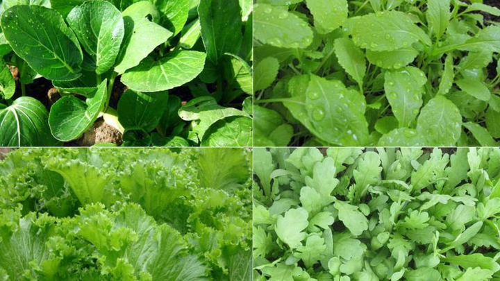 Những loại rau dễ trồng tại nhà trong mùa đông