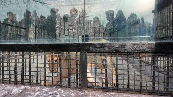 Ông Putin tặng gấu, sư tử cho Triều Tiên