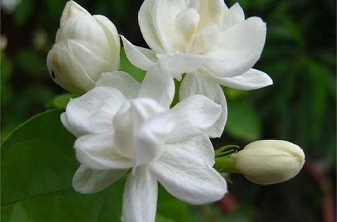Trồng hoa nhài cần nhớ 4 mẹo này để hoa nở quanh năm, bông to thơm ngát