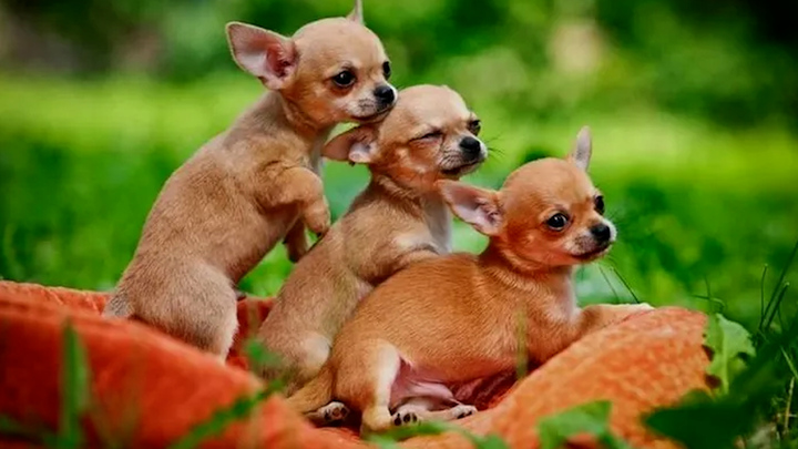 Giống chó nhỏ nhất thế giới và những bí mật ít người biết