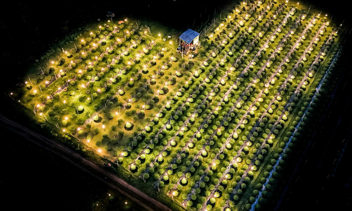 Lung linh những vườn cúc 'không ngủ' tại Bình Định