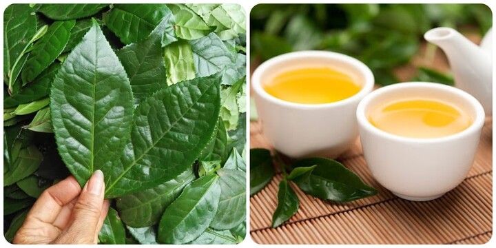 Uống nước chè tươi có nhiều tác dụng ít người biết