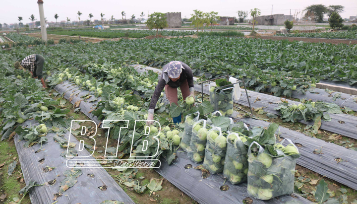 Thái Bình hướng tới phát triển nông nghiệp bền vững