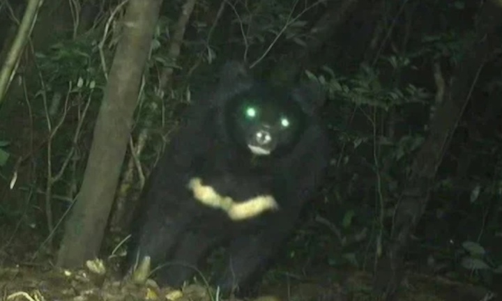 Phát hiện gấu ngựa quý hiếm nặng 150kg ở rừng bảo tồn Quảng Trị