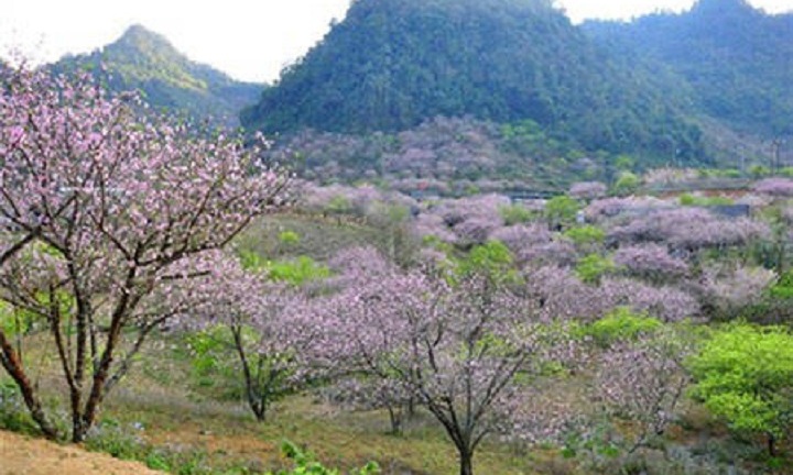 Khám phá những mùa hoa tuyệt đẹp ở Việt Nam