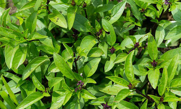 Ý nghĩa phong thuỷ của cây rau húng quế