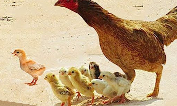 Gà mẹ hoá 'anh hùng', quyết chiến với diều hâu để cứu bầy con thơ