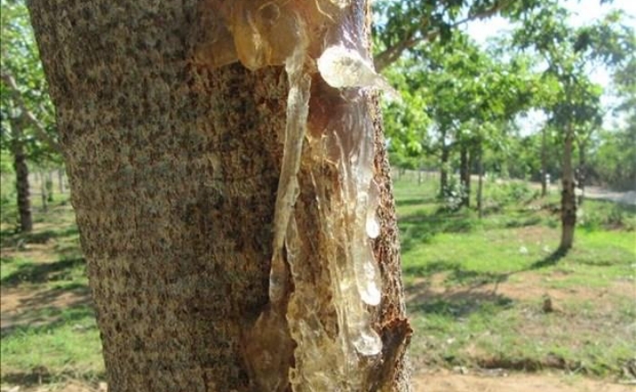 Loại nhựa cây ăn như tổ yến, là 'thần dược' cho sức khỏe và sắc đẹp