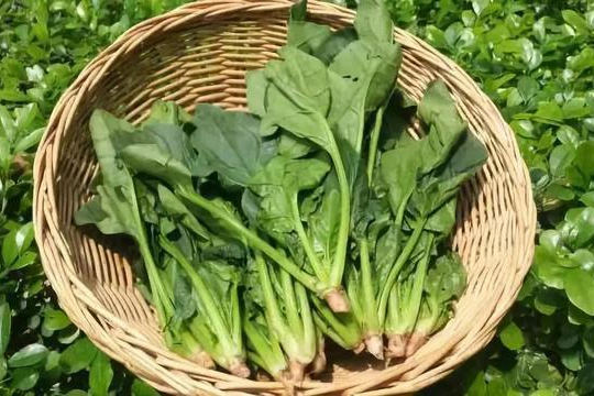 Cách trồng cải bó xôi tại nhà, 30 ngày sau có rau ăn thỏa thích