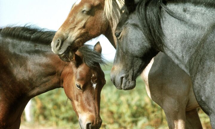 Tại sao ngựa ngủ đứng cả ngày lẫn đêm?