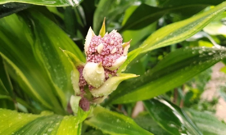 Làm thế nào để cây thiết mộc lan ra hoa?