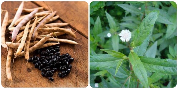 Cỏ mực và đậu đen có công dụng gì?