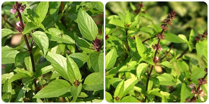 Ăn rau húng quế hàng ngày có tác dụng gì?