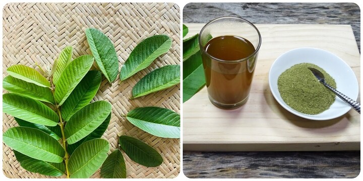 Rửa mặt bằng nước lá ổi có tác dụng gì? 