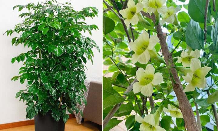 Làm thế nào để cây hạnh phúc nở hoa?