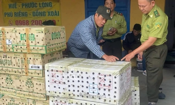 Phát hiện gần 1.000 con chim chào mào hoang dã trong 7 thùng giấy ở bến xe ở Huế