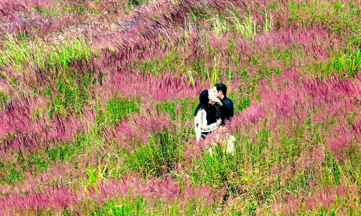 Lạc lối trên những đồi cỏ hồng ở Đà Lạt