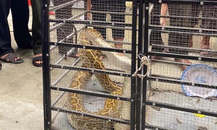 Dân Thừa Thiên - Huế tự nguyện giao nộp nhiều động vật hoang dã quý hiếm