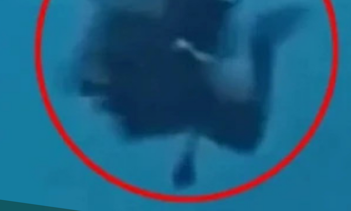 Thót tim cảnh người thoát chết ngoạn mục khi bị cá mập cắn trúng đầu ở Maldives