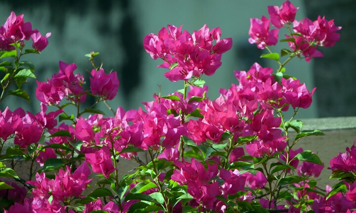 Bí quyết trồng hoa giấy mùa đông