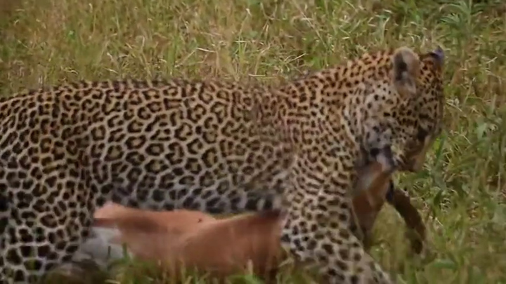 Kế săn mồi 'ngư ông đắc lợi' của báo hoa mai