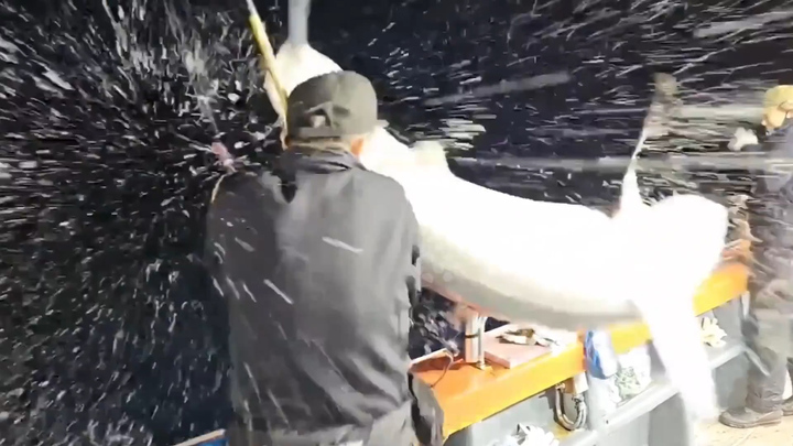 Kinh ngạc khoảnh khắc cá mập nhảy lên thuyền lao vào cần thủ