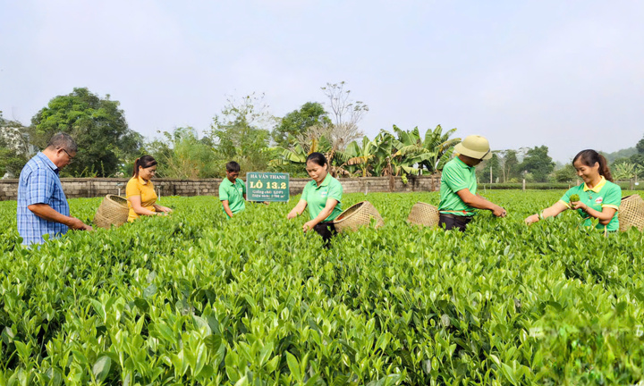 Người mang chè Thái Nguyên vươn xa