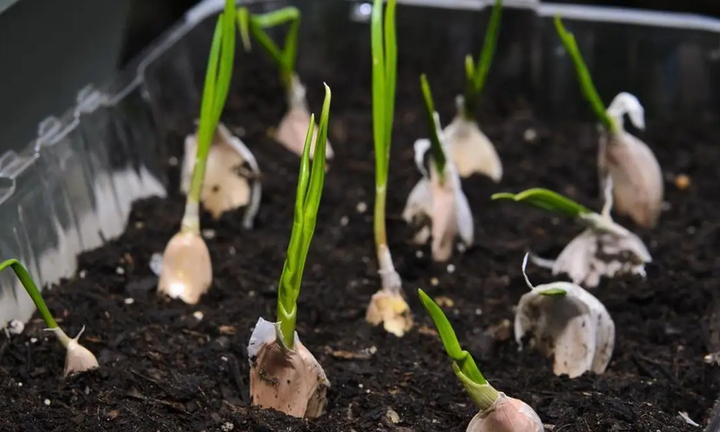 Cách trồng tỏi ở ban công vừa làm gia vị vừa trang trí