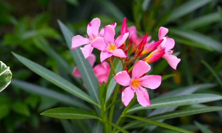 4 loại cây cảnh cực độc, đừng trồng trong nhà kẻo gây hại sức khỏe