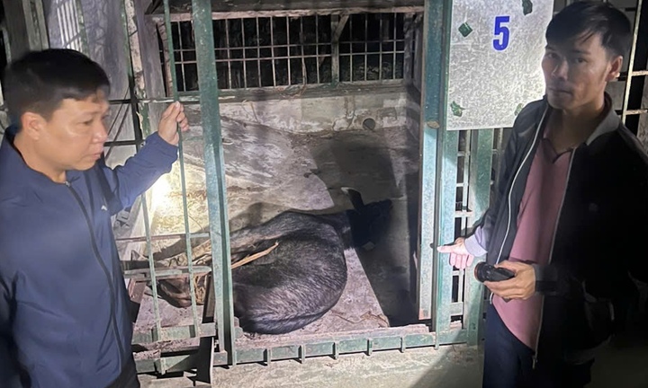 Đang vận chuyển sơn dương quý hiếm đi bán thì bị bắt