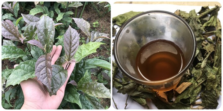 Những người không được uống nước xạ đen