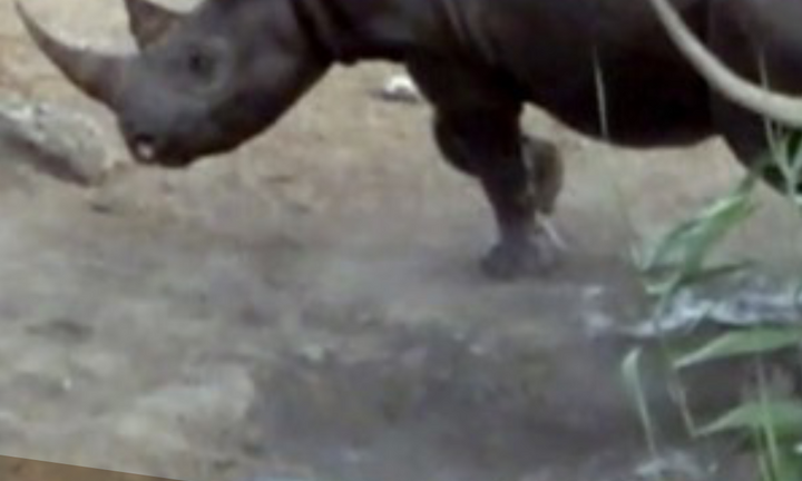 Bị 3 con sư tử 'dồn vào đường cùng', tê giác vẫn khiến kẻ đi săn cong đuôi chạy