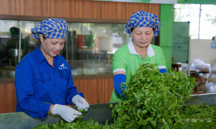 Dấu ấn đặc sắc từ Lễ hội trà Đại Từ, Thái Nguyên