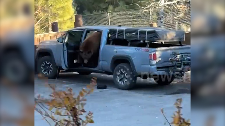 Đột nhập xe bán tải, gấu đen vô tình tự nhốt mình 