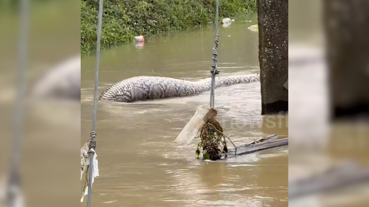 Trăn khổng lồ mắc kẹt trên đường ngập ở Thái Lan