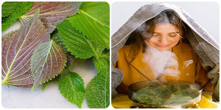 Rửa mặt bằng lá tía tô hàng ngày có tốt?