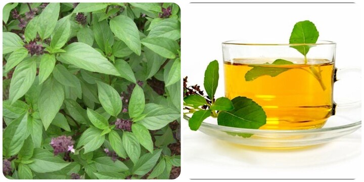 Uống nước rau húng quế hàng ngày có tác dụng gì?