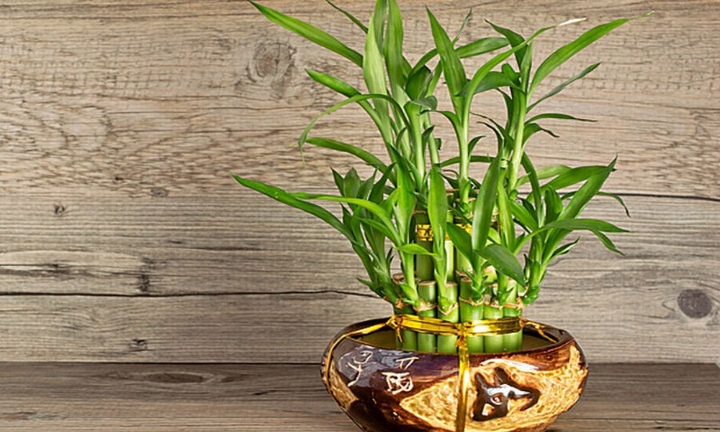 Cây phát lộc có ra hoa?