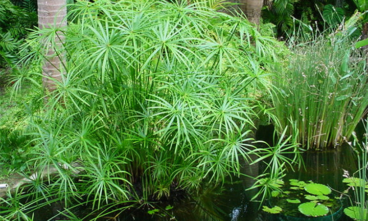 Cây thủy trúc hợp mệnh gì?