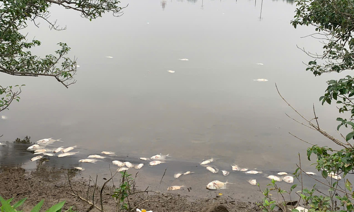 Cá chết trắng, bốc mùi hôi thối ở Hà Tĩnh