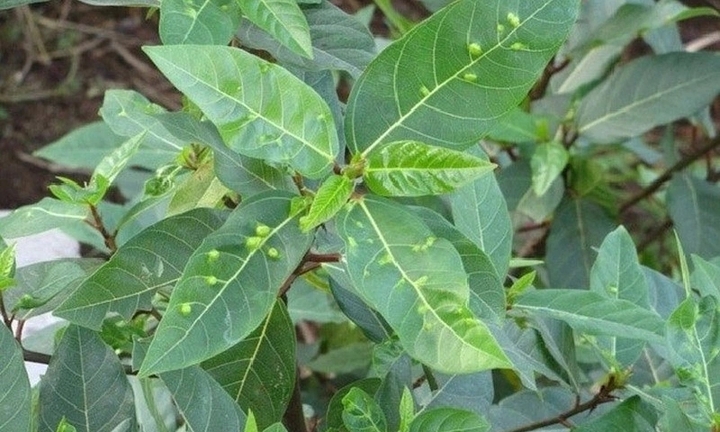 Lá sung trị được bệnh gì?