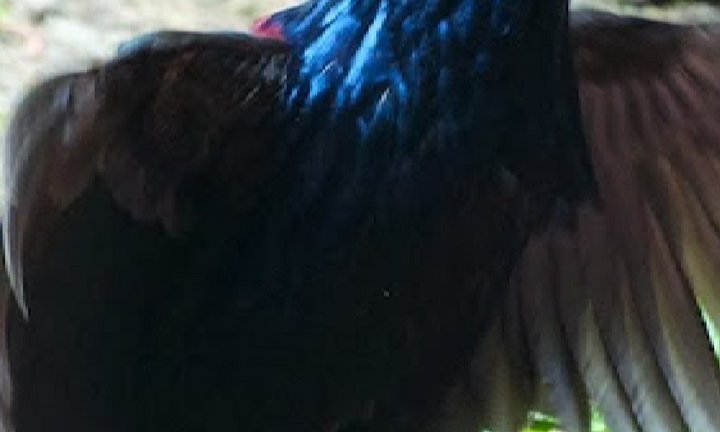 Loài gà điệu nhất chỉ có ở Việt Nam, nguy cơ tuyệt chủng 