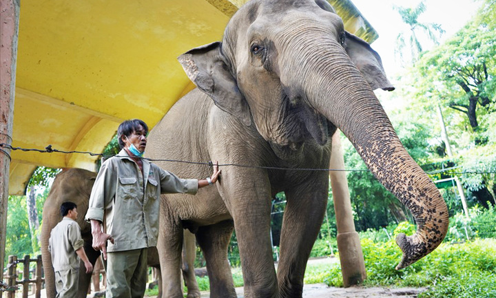 Sở TNMT TP.HCM nêu hướng gỡ khó khoản nợ thuế 800 tỷ của Thảo Cầm Viên