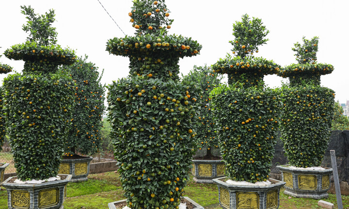 Chưa đến Tết, quýt cảnh lục bình giá chục triệu đồng đã 'cháy hàng'