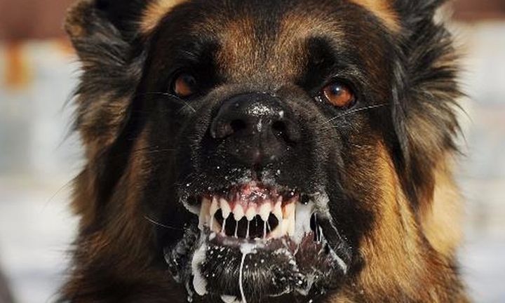 Bộ Y tế: Hơn 80 người tử vong vì bệnh dại